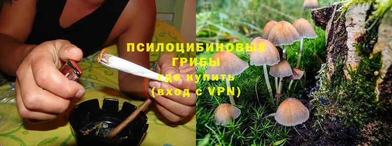 Галлюциногенные грибы Psilocybe  OMG ССЫЛКА  Ак-Довурак 